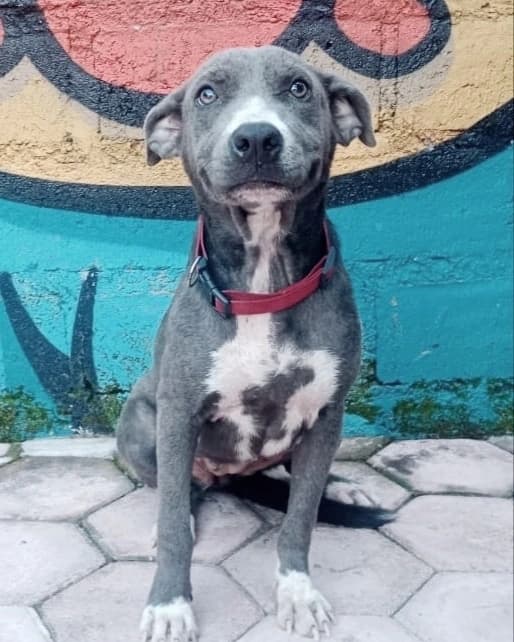 ADOPT THEA ❤