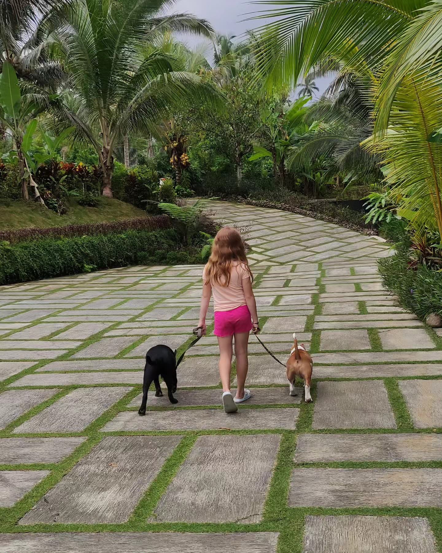 Dog whisperer in the making....my 9 year old girl walking with her 2 bull's ...she is dβ¦