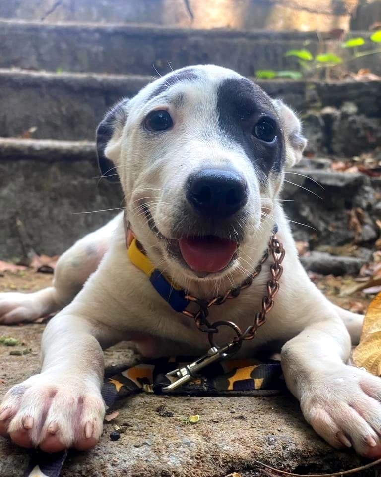ADOPT SWEET PUPPY MIU ❤