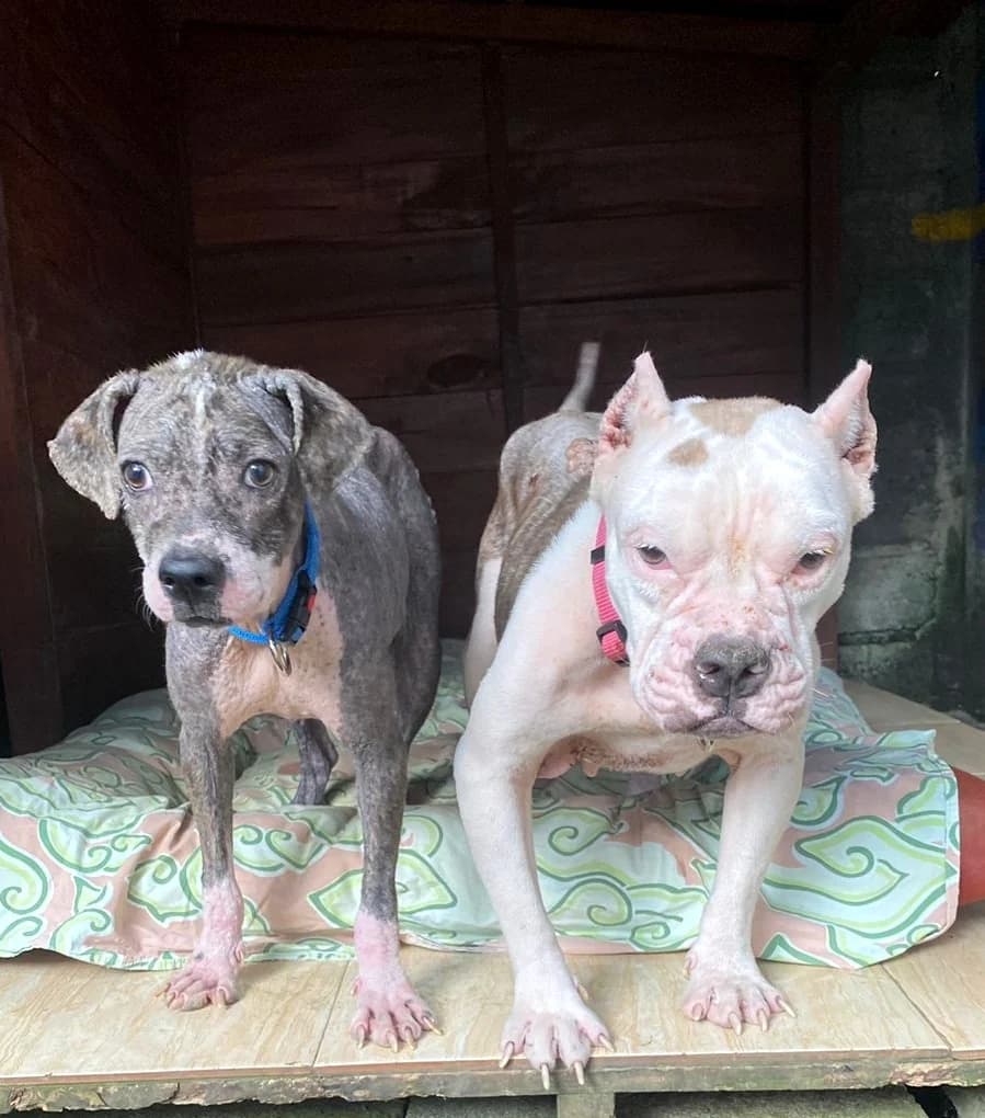 KIRA & LOLA π β welcome to BBR my lil sweethearts Our sweet girls finally got to the gβ¦