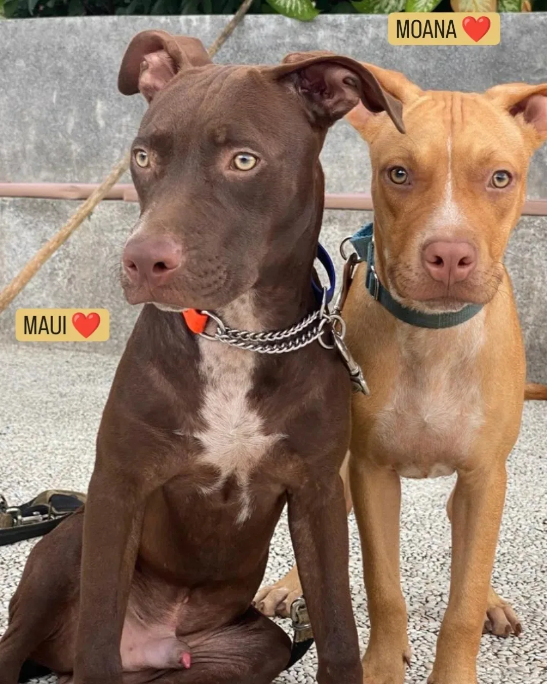 ADOPT MAUI & MOANA π