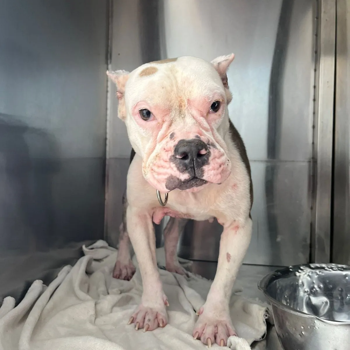 KIRA & LOLA π β medical update both girls are now recovered enough and had their steriβ¦
