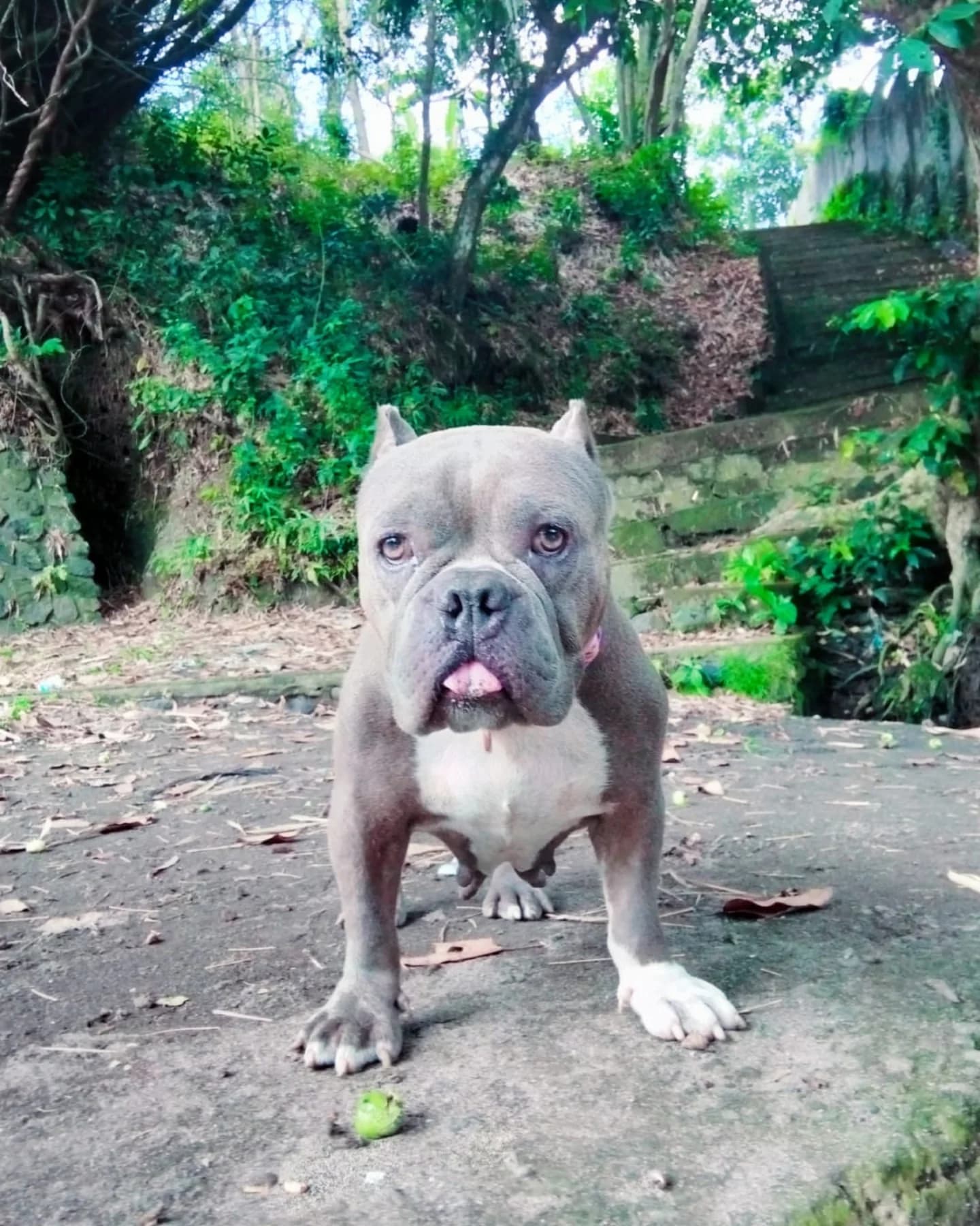 ‼️ AZURA needs a FOSTER HOME ‼️
