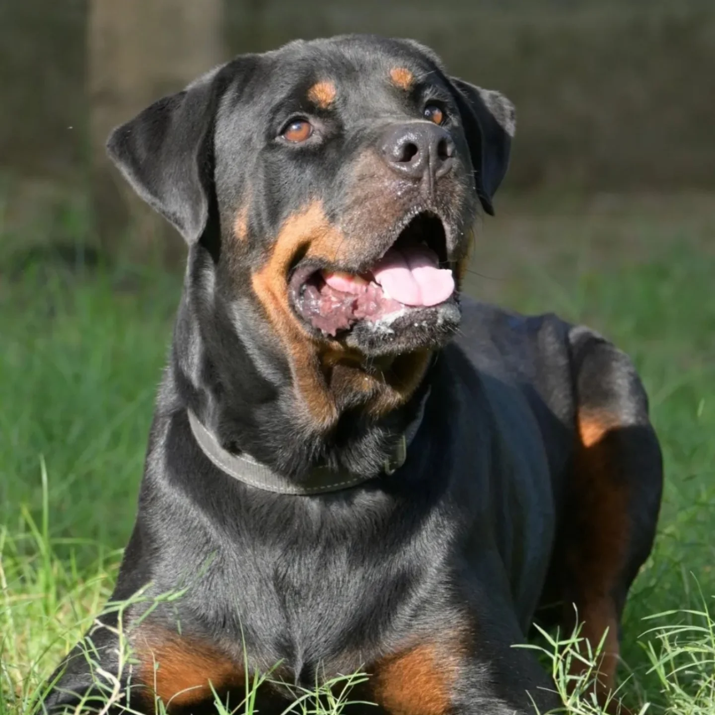 ADOPT HANDSOME JAFAR π