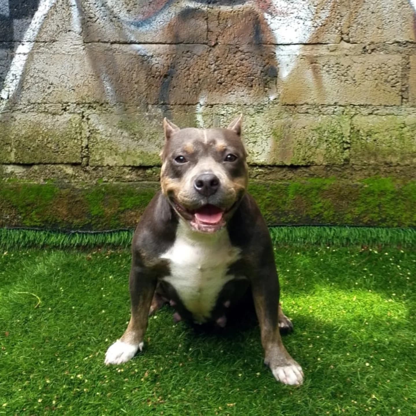 COCO β€ NEW RESCUE π