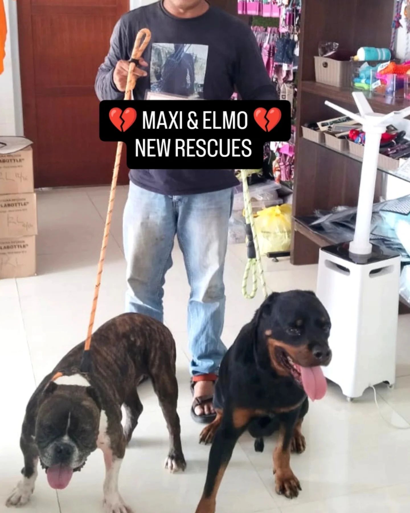 MAXI & ELMO π NEW RESCUES