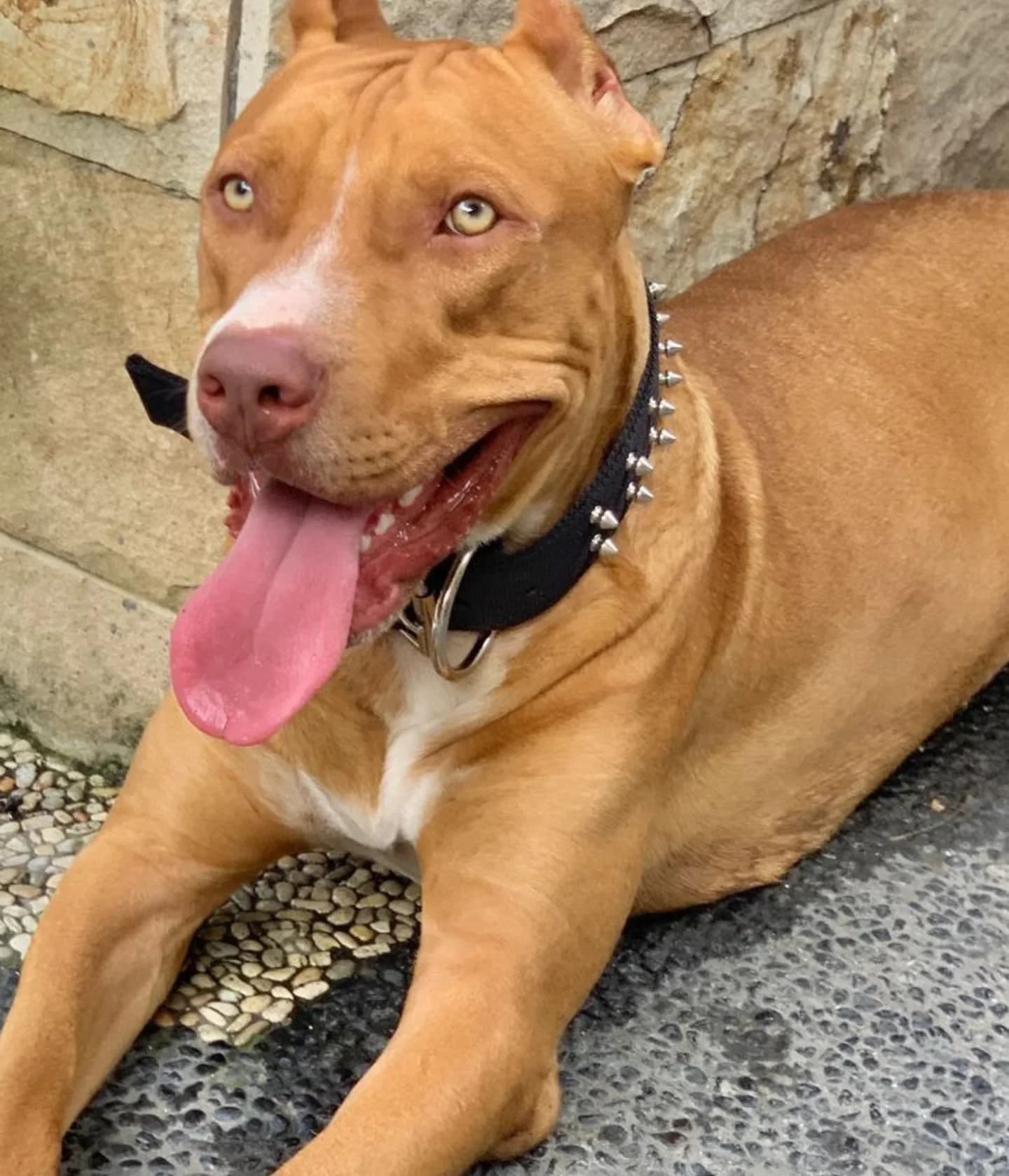 NEO β€ FOSTERED TO ADOPT π€