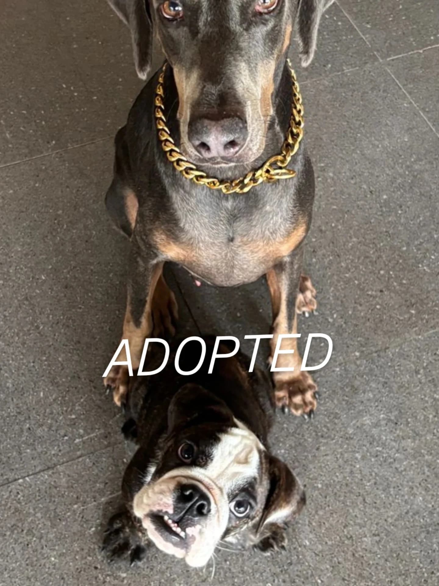 TEDDY β€ IS ADOPTED πππ