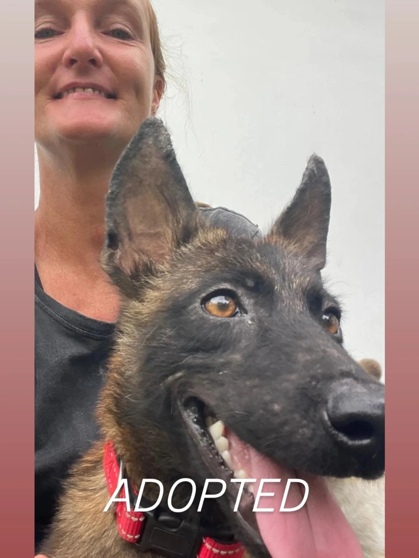 LAIKA β€ IS ADOPTED πππ
