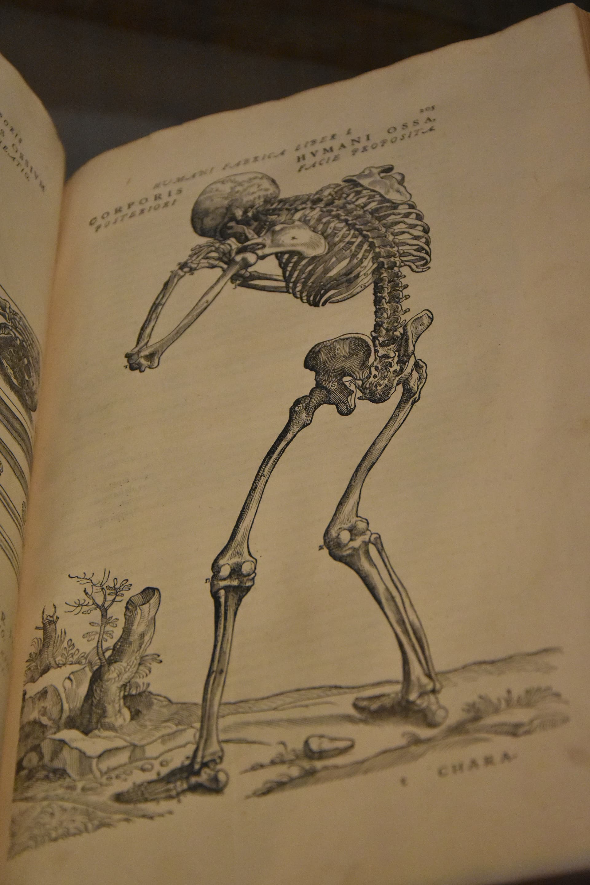 Andreas Vesalius (1514-1564) Menselijk skelet - Museum Hof van Busleyden Mechelen 6-07-2018 12-39-03