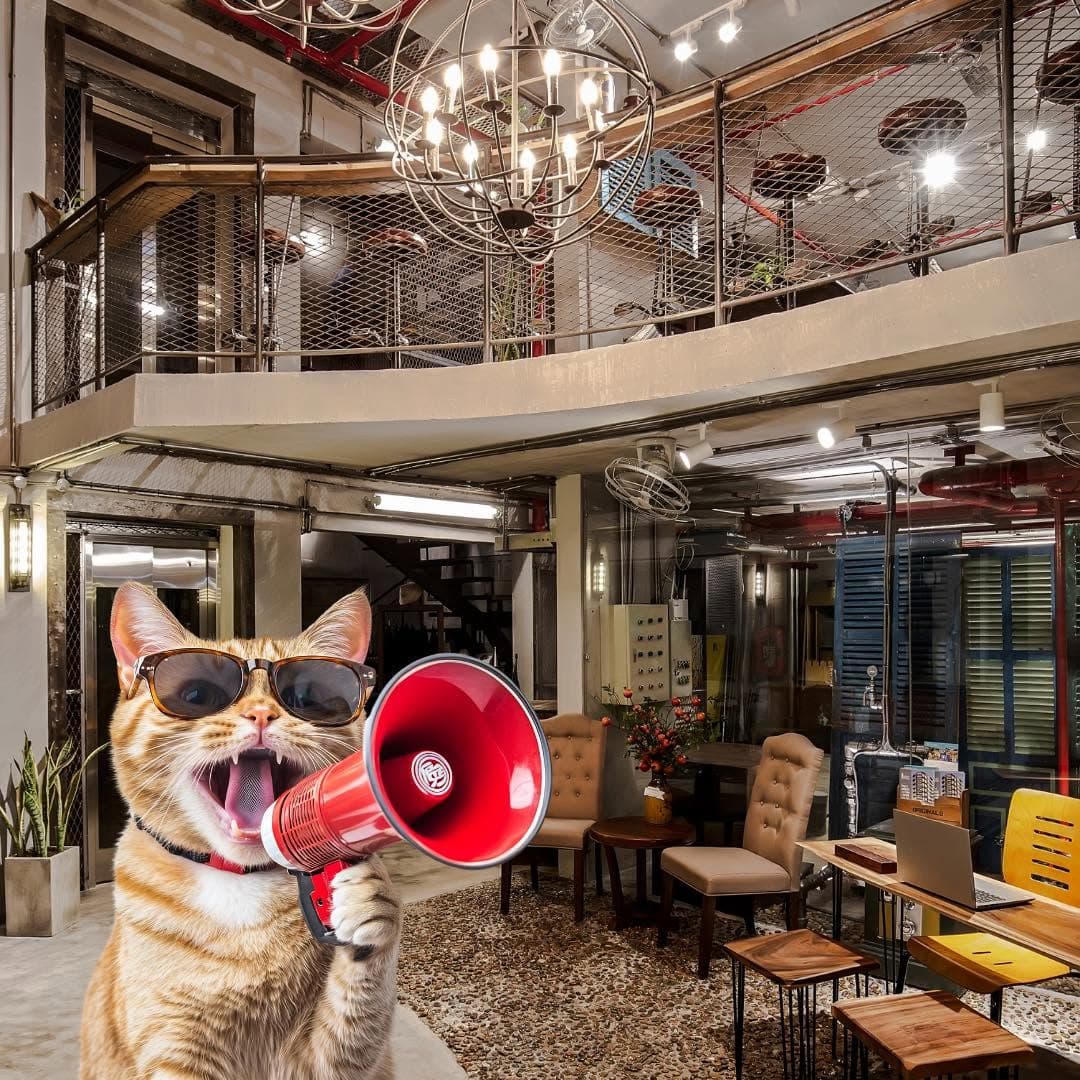 Happy International Cat Day!!! (2 of 4)