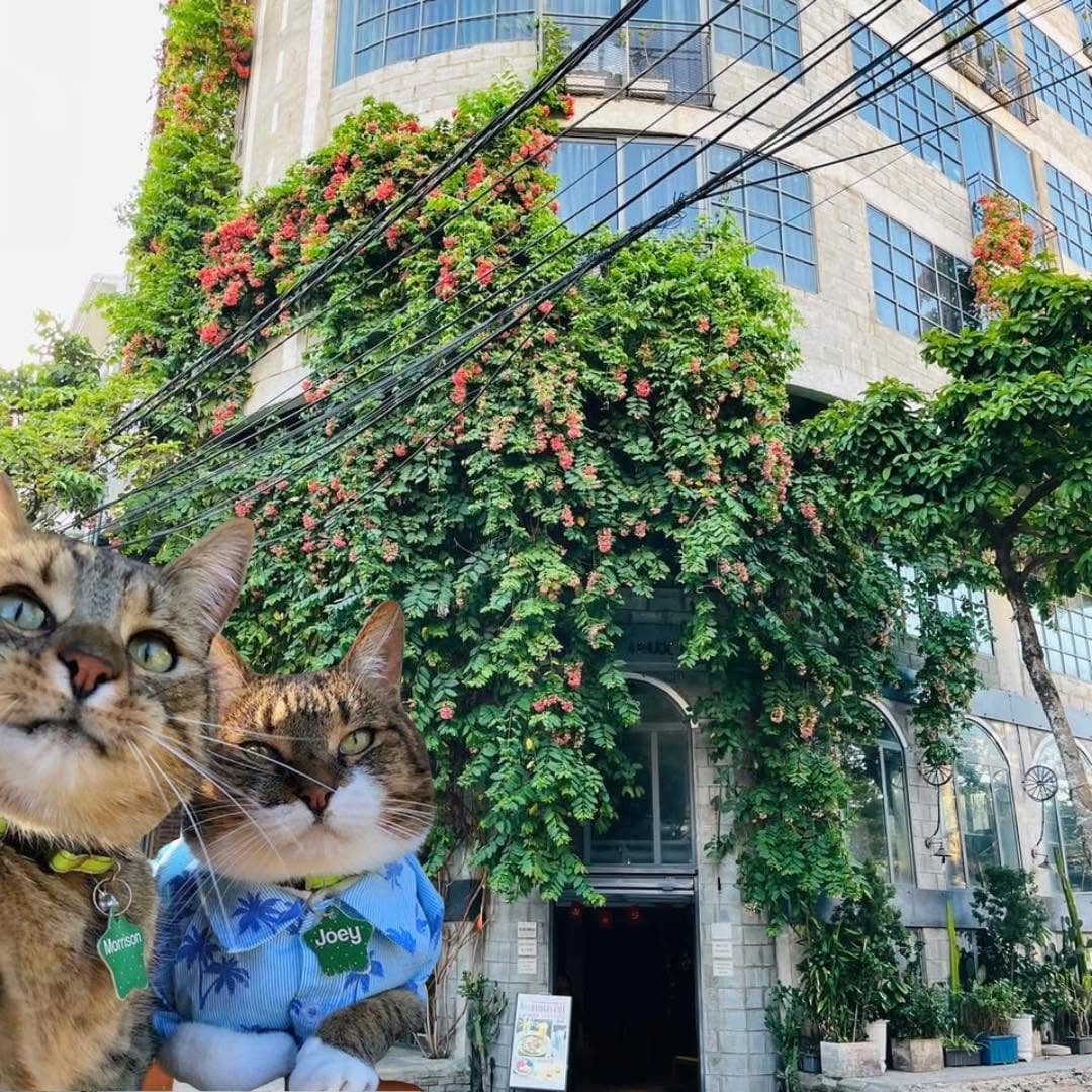 Happy International Cat Day!!! (4 of 4)