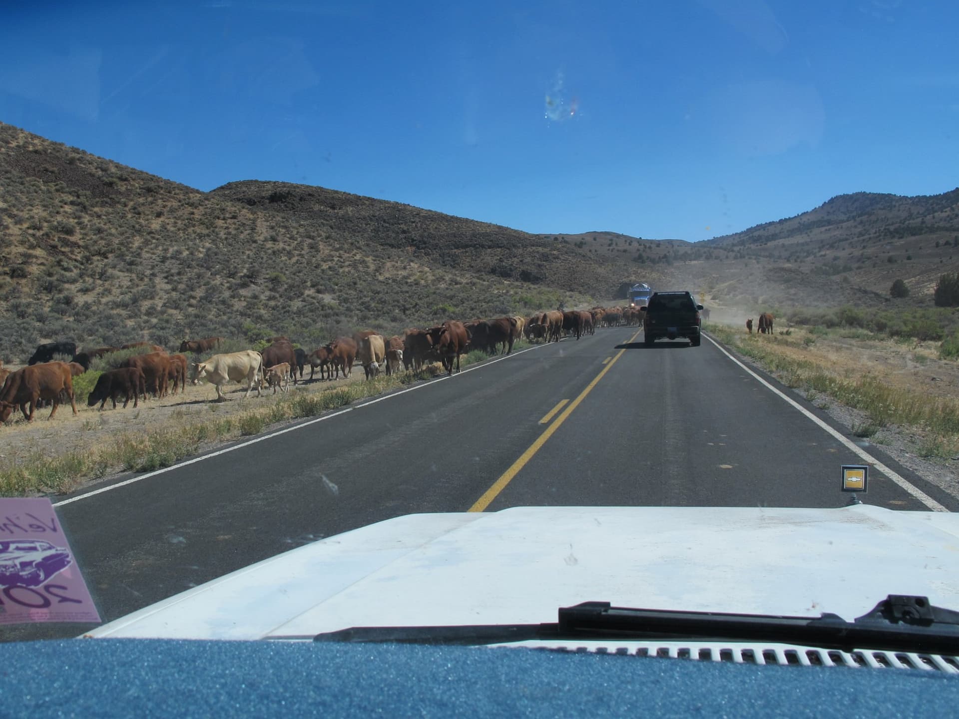 The cattle drive on the highway · 1/9
