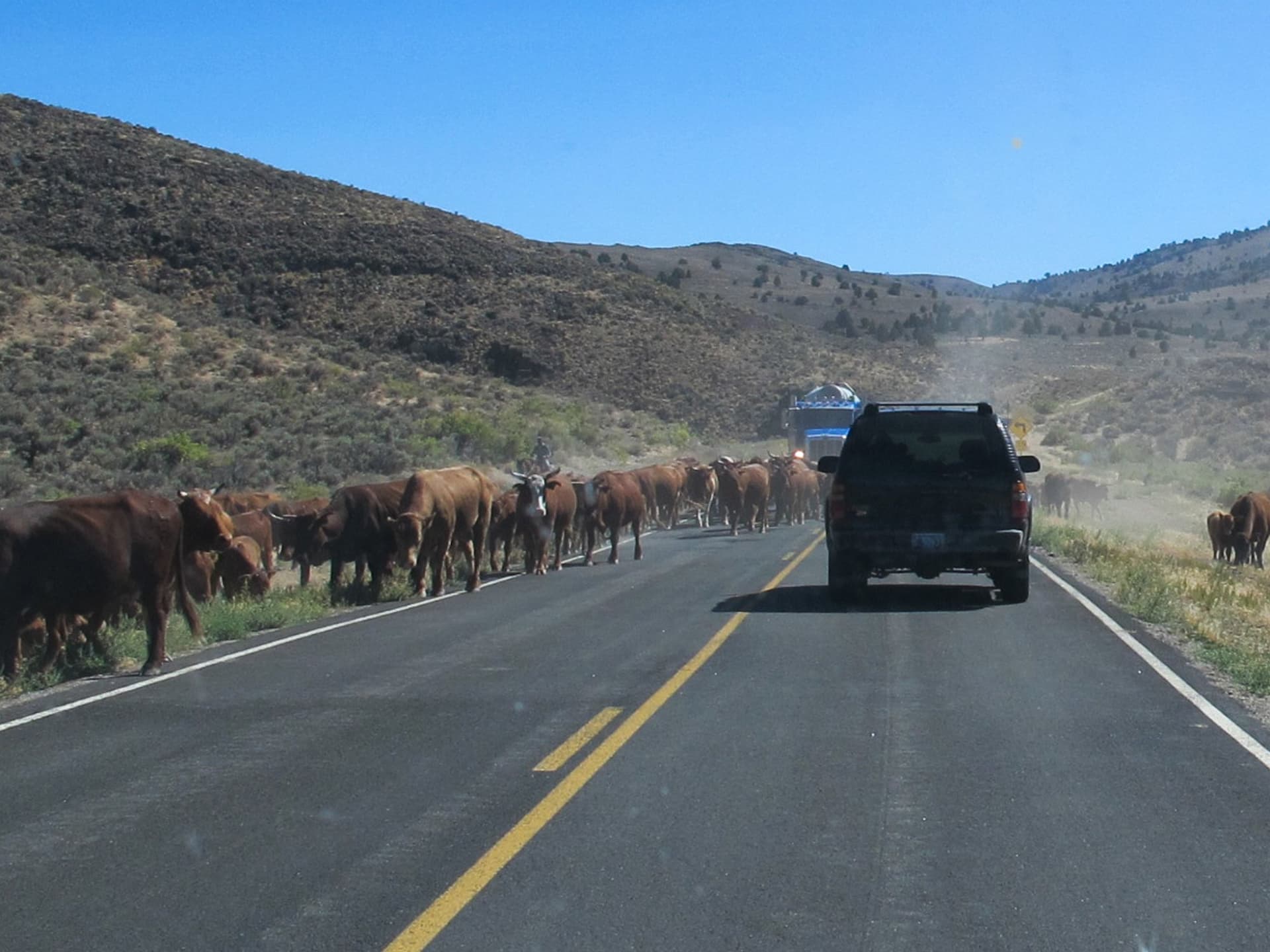 The cattle drive on the highway · 2/9