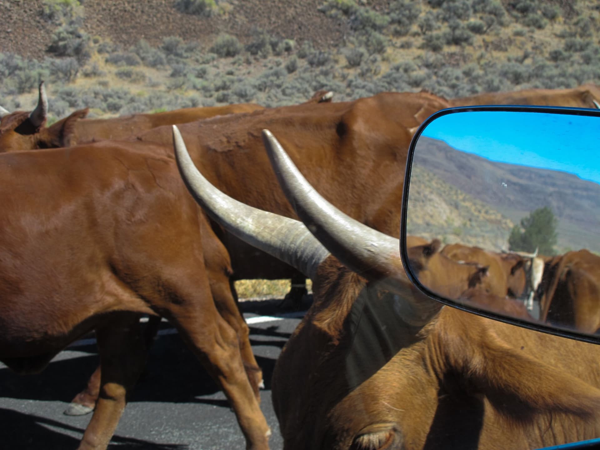 The cattle drive on the highway · 9/9