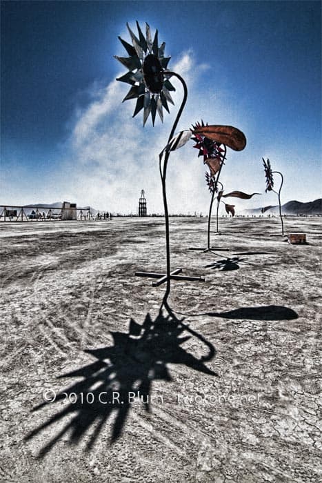 Mirror Sunflower and Its Shadow