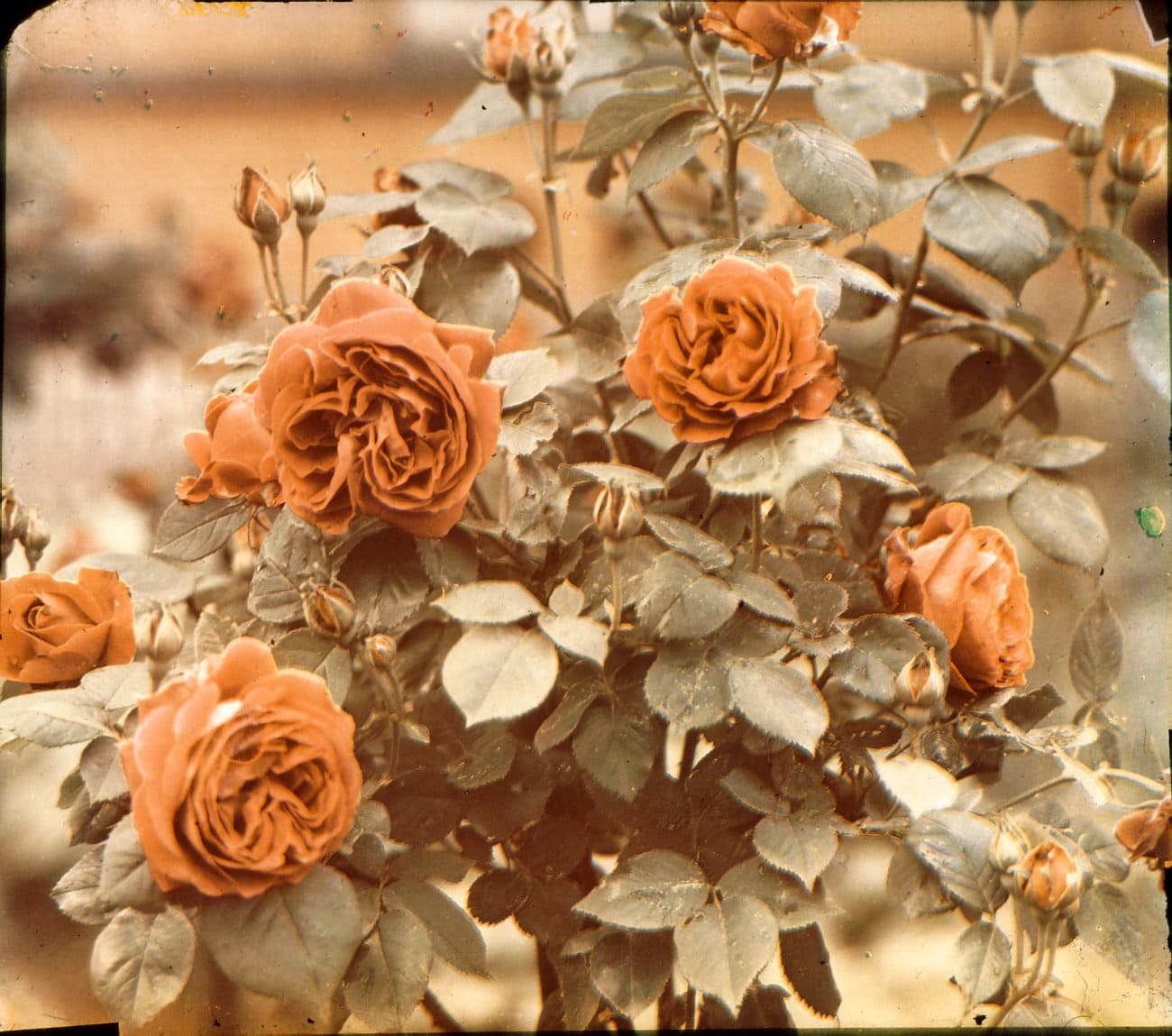 Autochrome color photo (1910)
