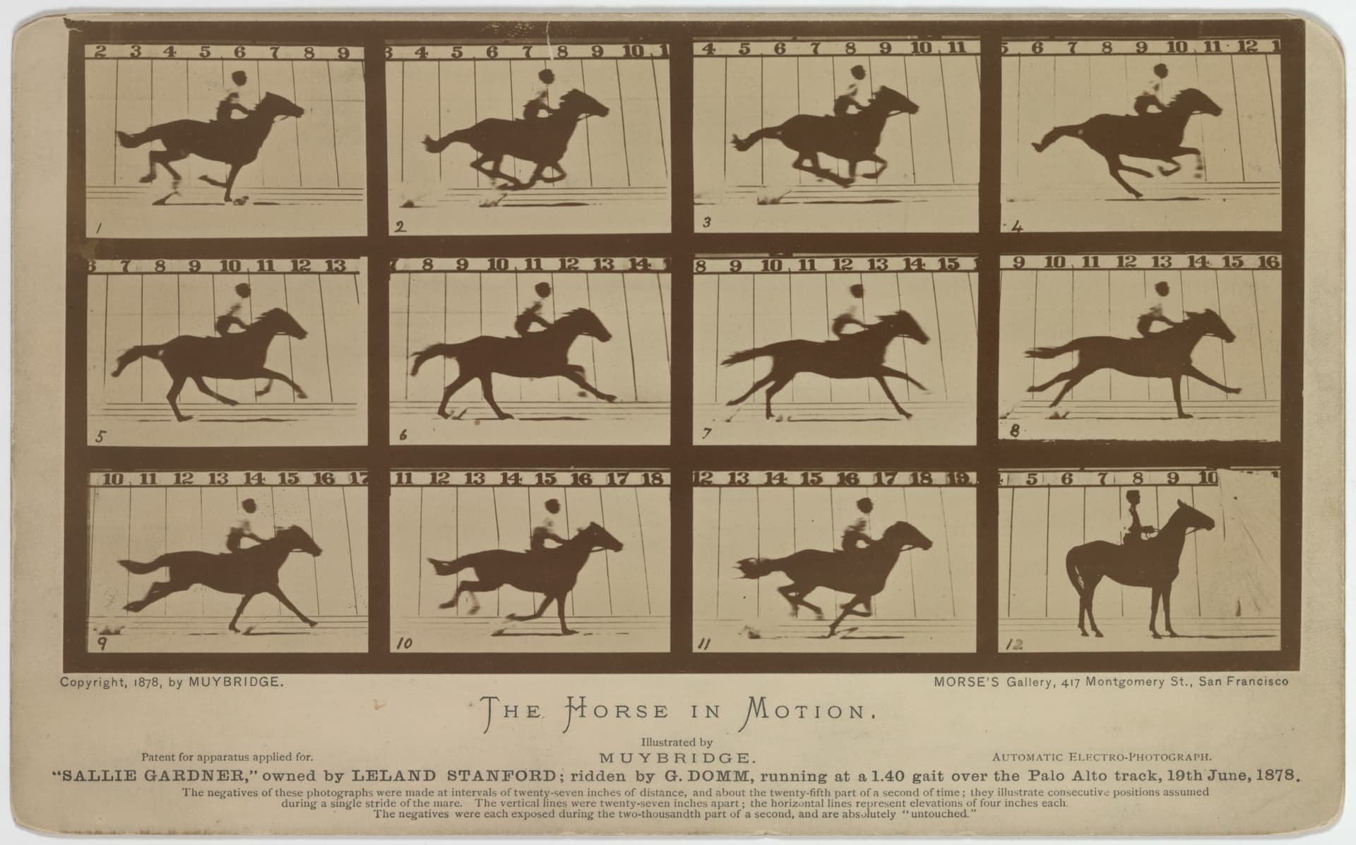 Muybridge's galloping horse (1878) (1878)