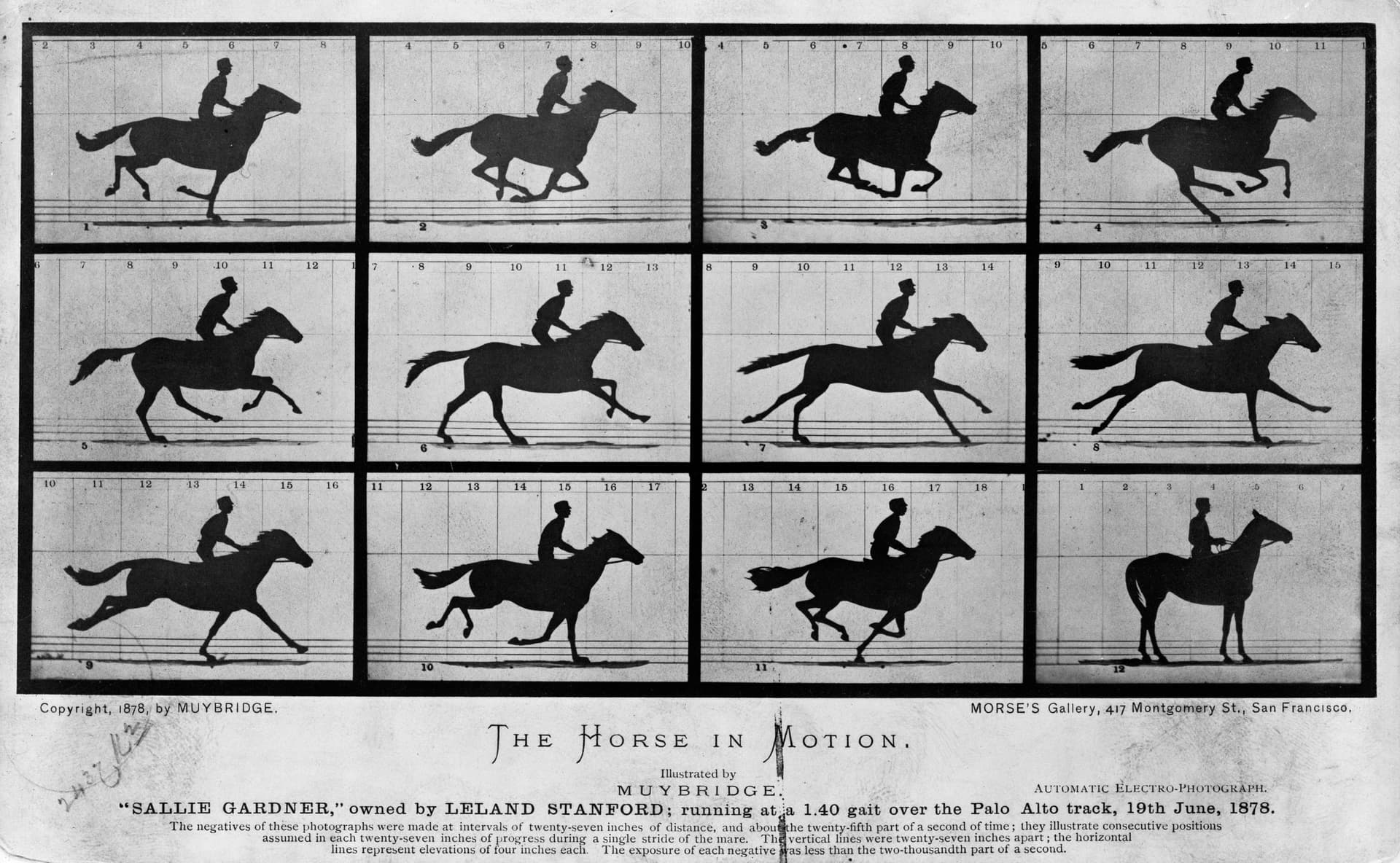 Muybridge's galloping horse (1878) (1878)