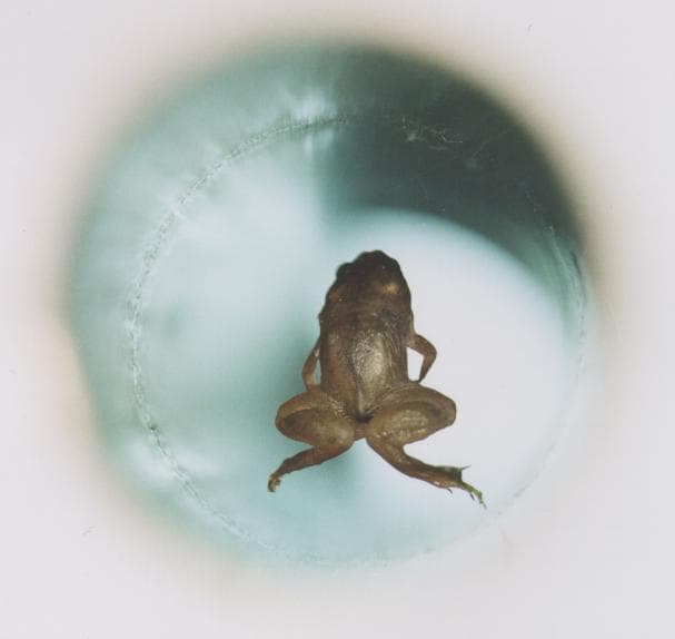 A live frog levitating in a 16-tesla Bitter solenoid, Nijmegen