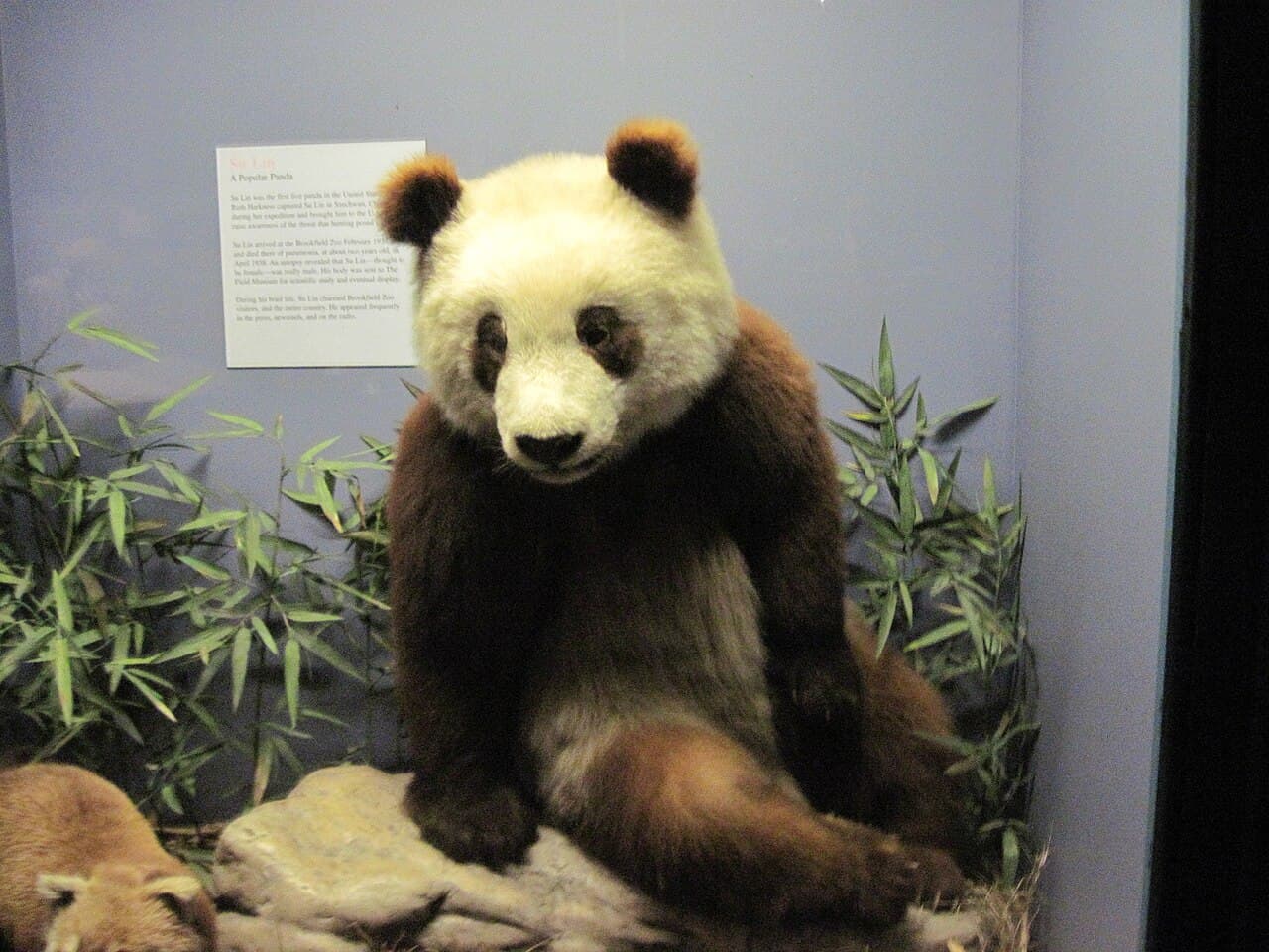 The birth of the panda celebrity
