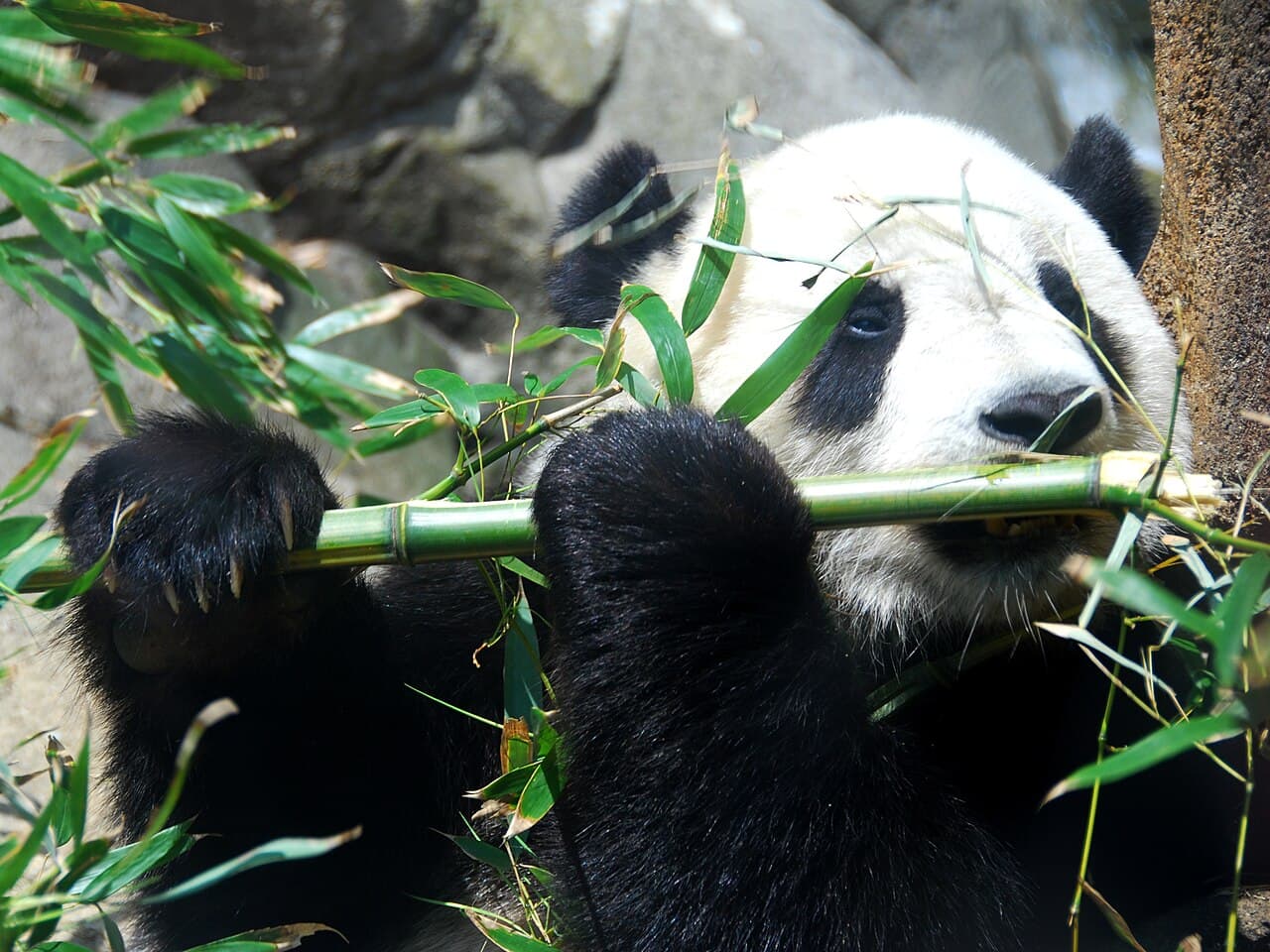 Tai Shan and the panda-cam era