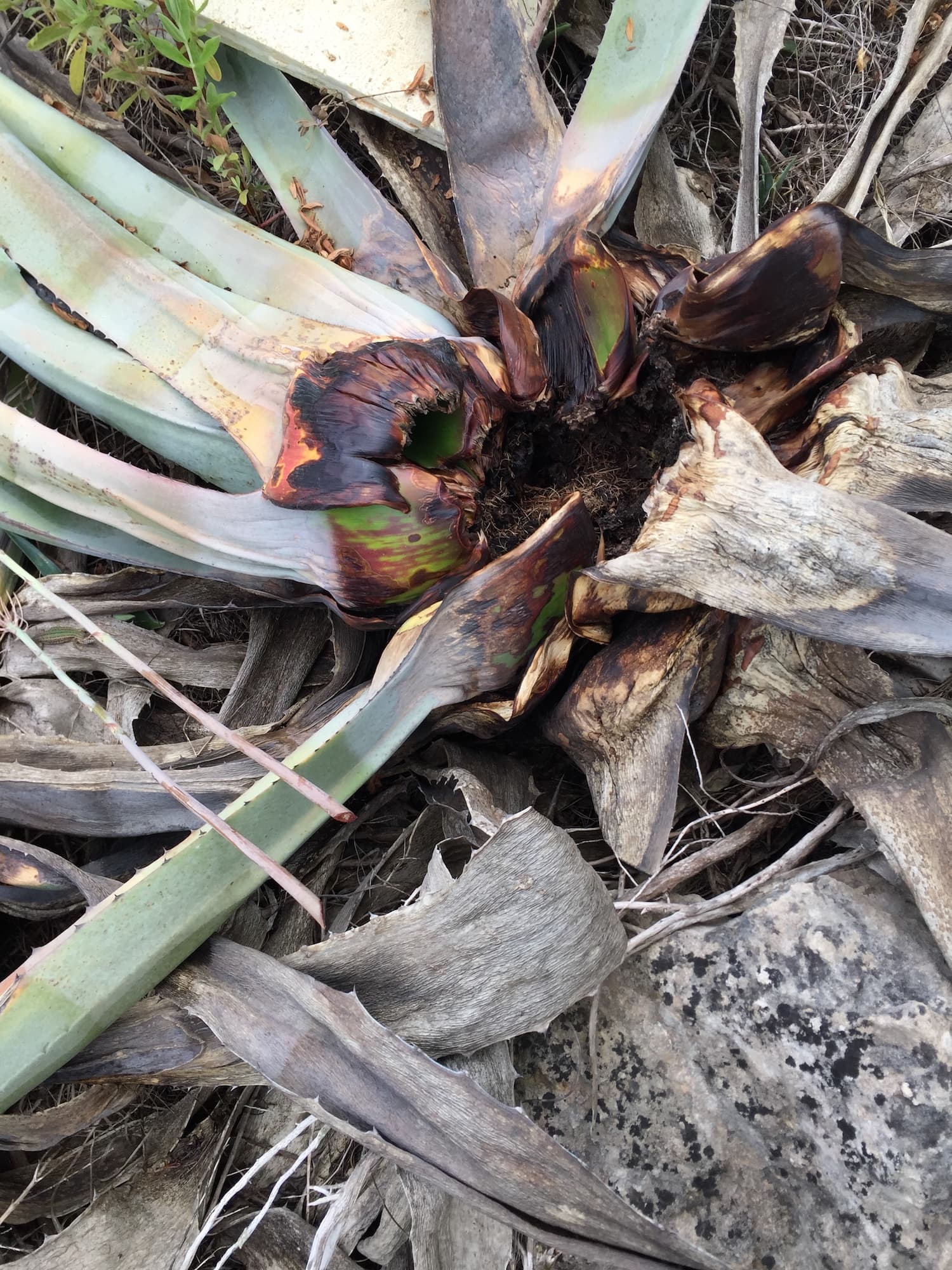 Agave von Käfer ausgeweidet