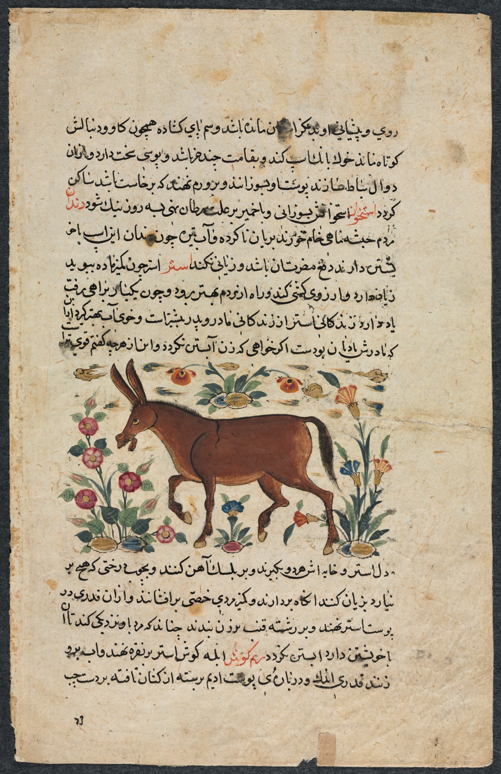 Khar (Ass), from a Nuzhat-nama-yi ala'i (Excellent Book of Counsel) of Shahmardan ibn Abi al-khayrr (verso)