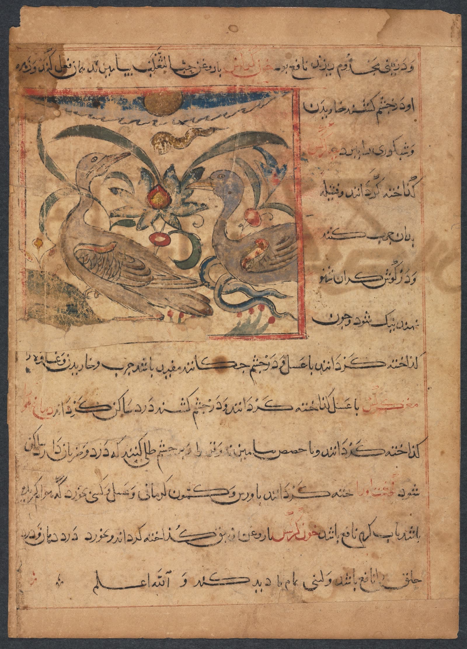 "Benefits of the Parts of Vultures" (From the Manafi' al-Haywan of Abu Sai'd Ubayd-Allay Ibn Bakhtishu) (verso)