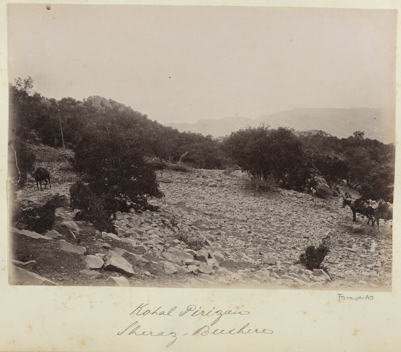 Pack animals climbing the rocky slope of Kotal-e Pirezan, Shiraz to Bushehr road