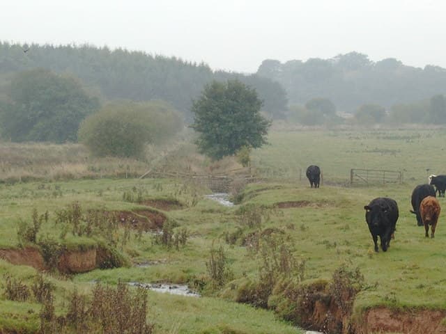Cows alongside Side Burn