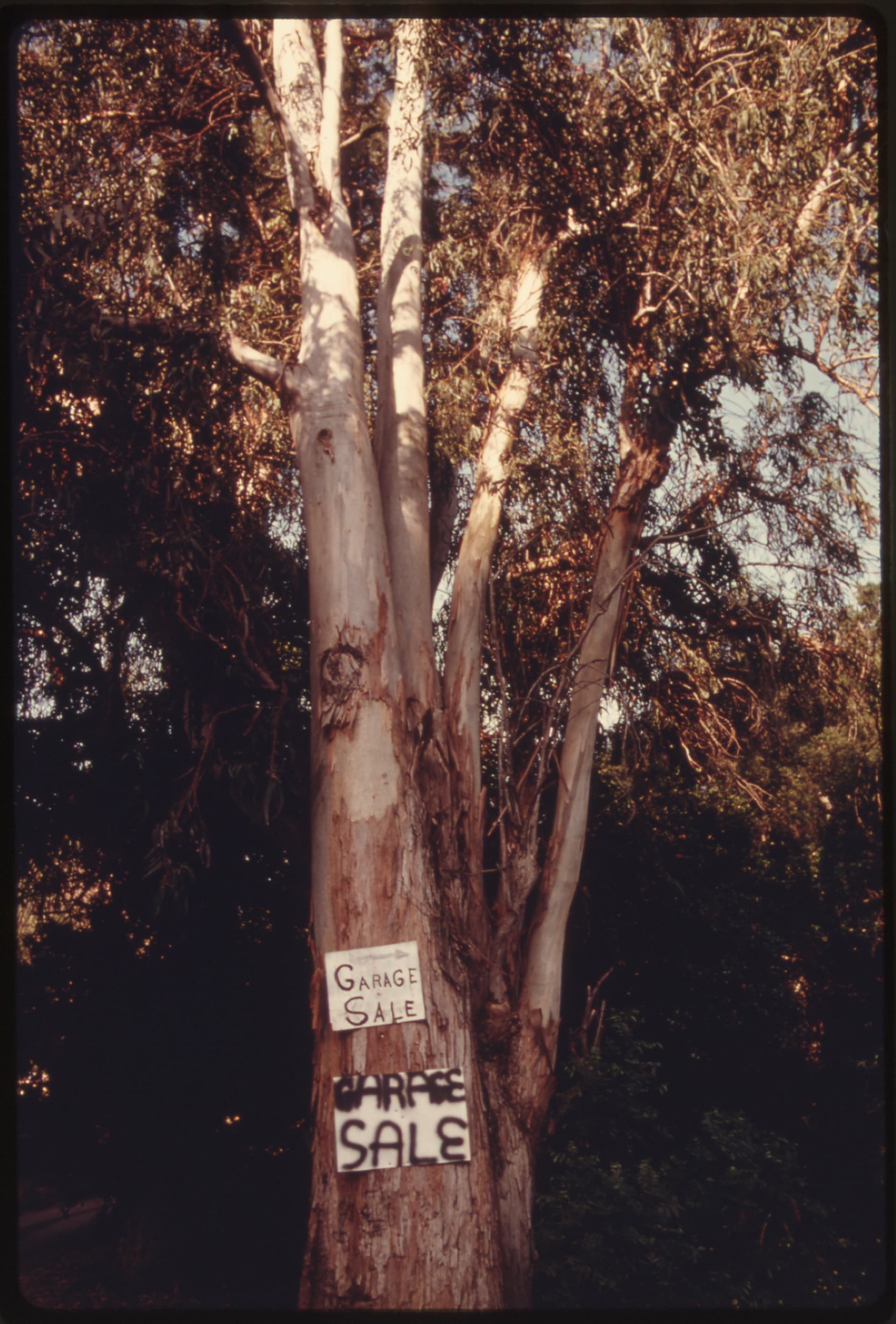 GARAGE SALE SIGN ATTACHED TO A TREE OFF MULHOLLAND DRIVE IN THE SANTA MONICA MOUNTAINS D…