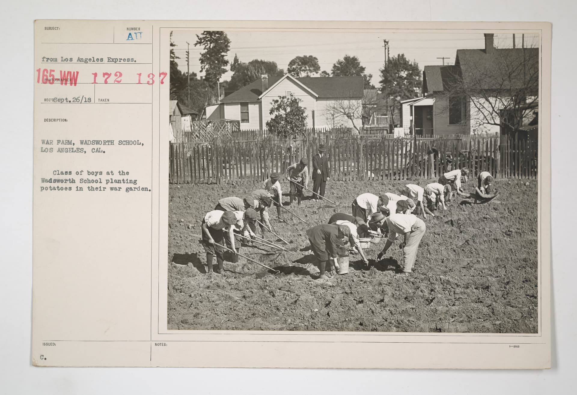 Food Administration - Anti-Waste Campaign - War farm, Wadsworth School, Los Angeles, Cal…