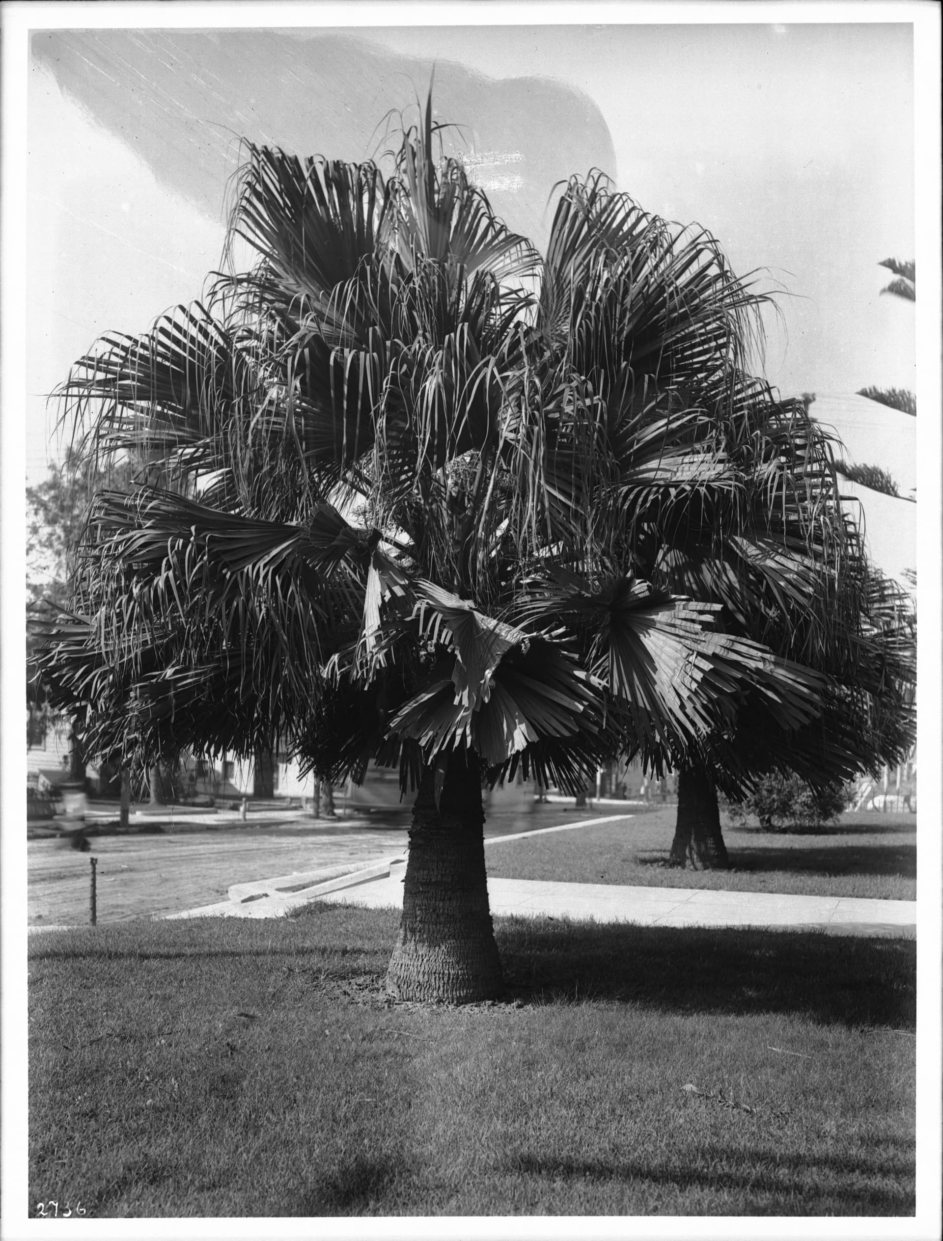 A palm tree at the corner of Figueroa Street and Orange Street, ca.1920