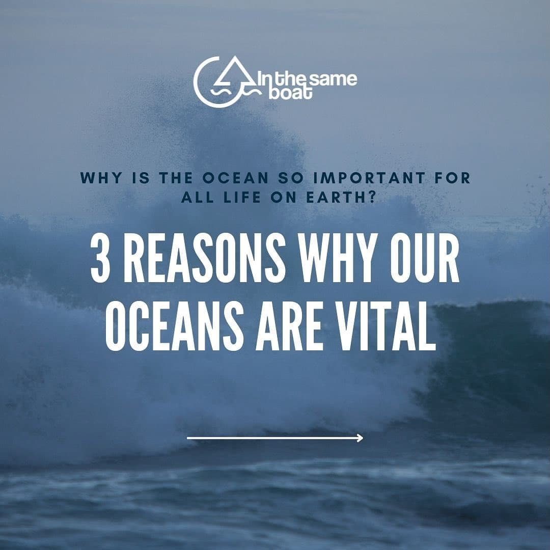 Here are just 3 of the many reasons why our oceans are vital for the…