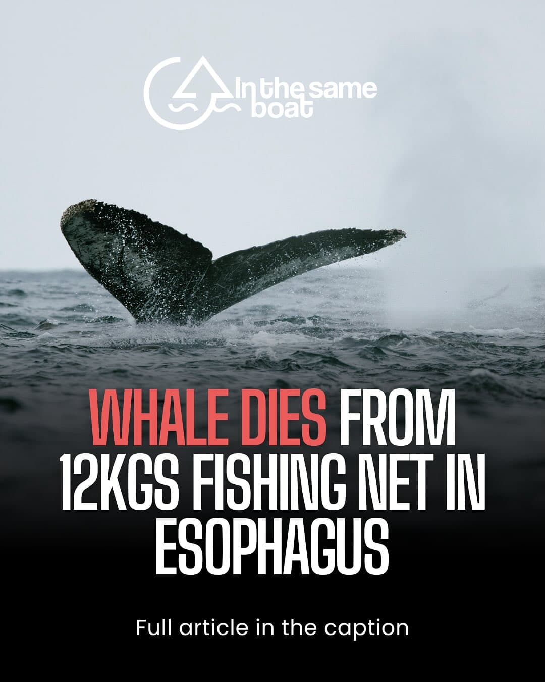 A whale shouldn’t die from our waste.