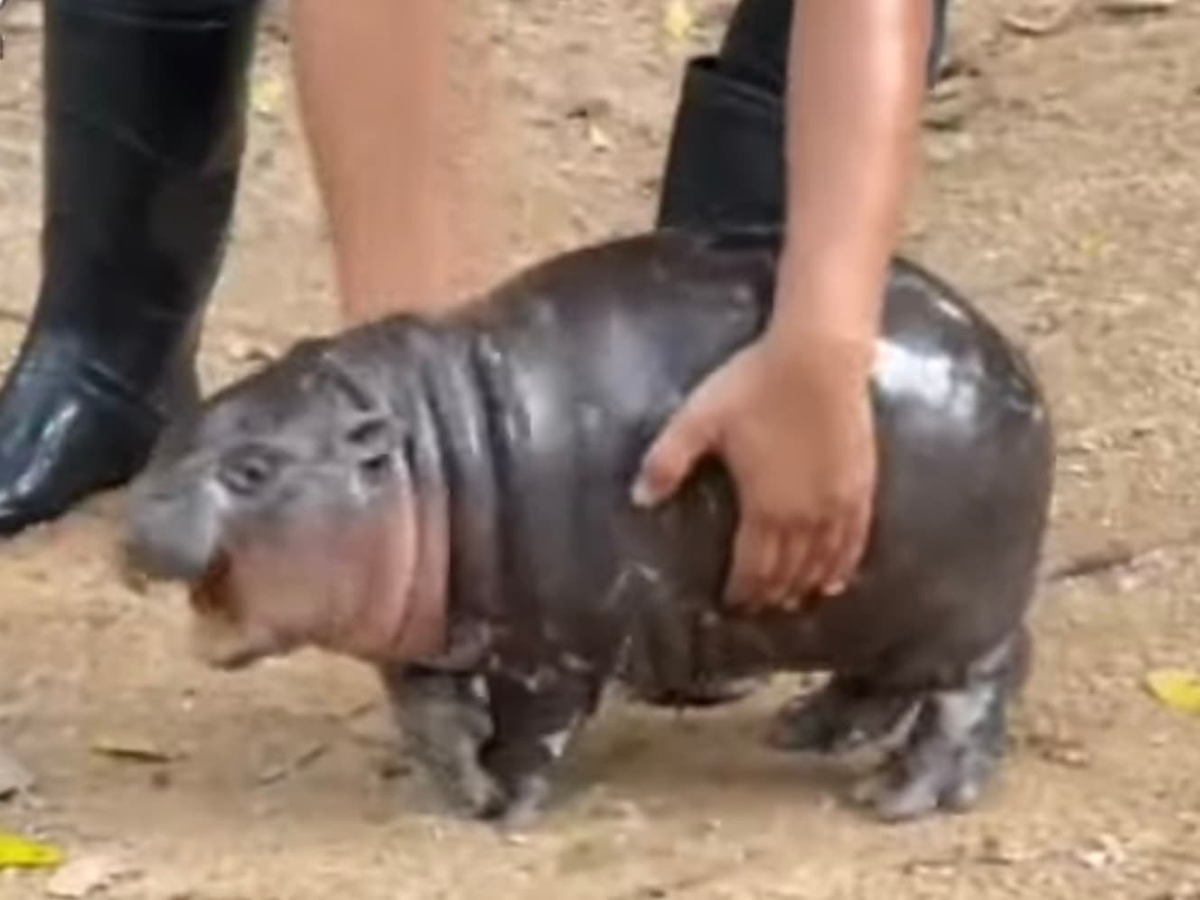 Moo Deng at Khao Kheow Open Zoo (2024-09-11)