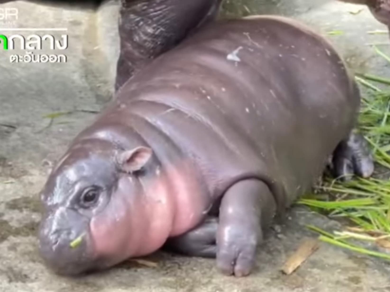 Moo Deng at Khao Kheow Open Zoo (2024-09-14)