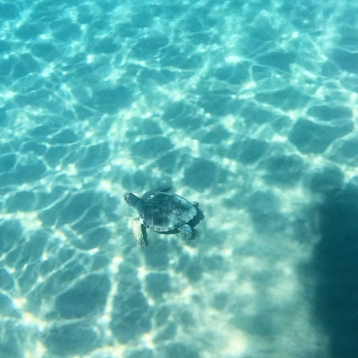 Kayaks, Mermaids, Turtles & Clear Waters!