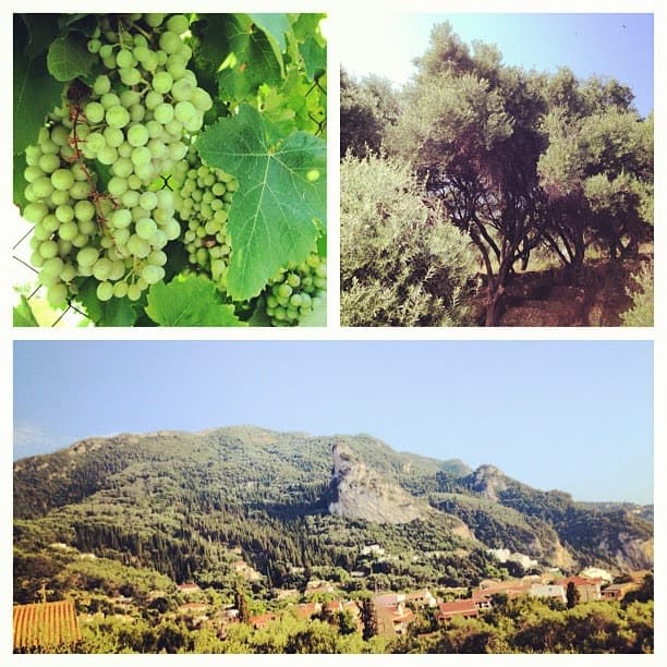Have you seen the olive groves and grape vines along walk to the beach?