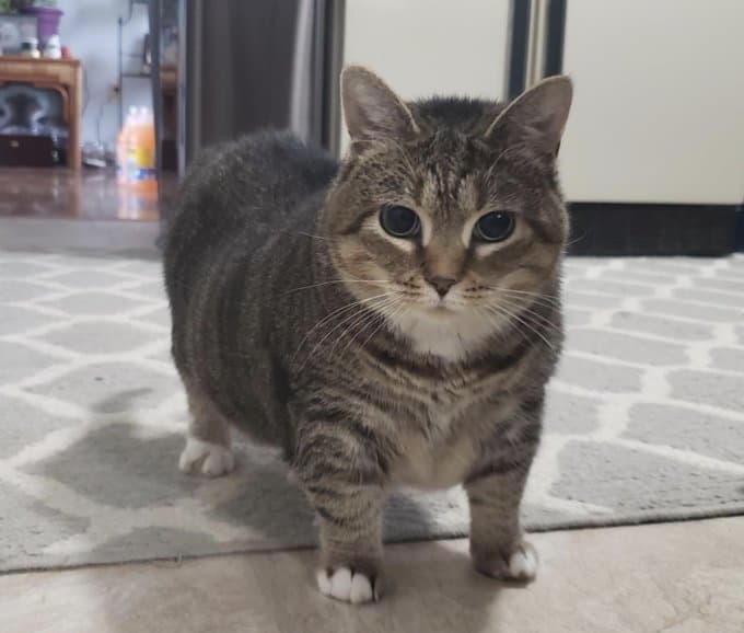 Ethel, the Mona Lisa of cats