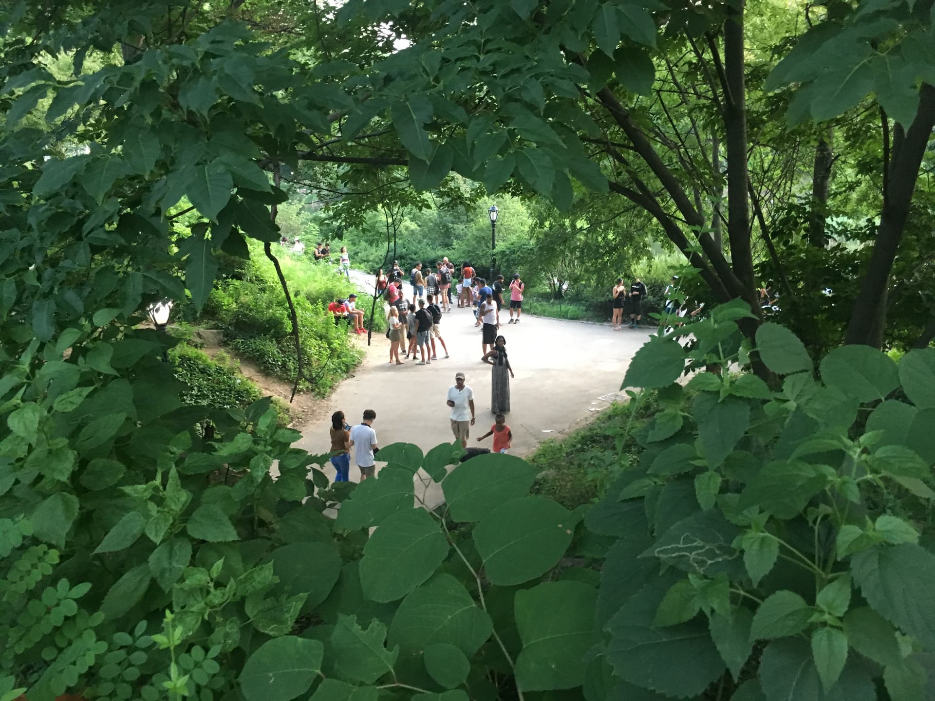 Pokémon GO players in Central Park
