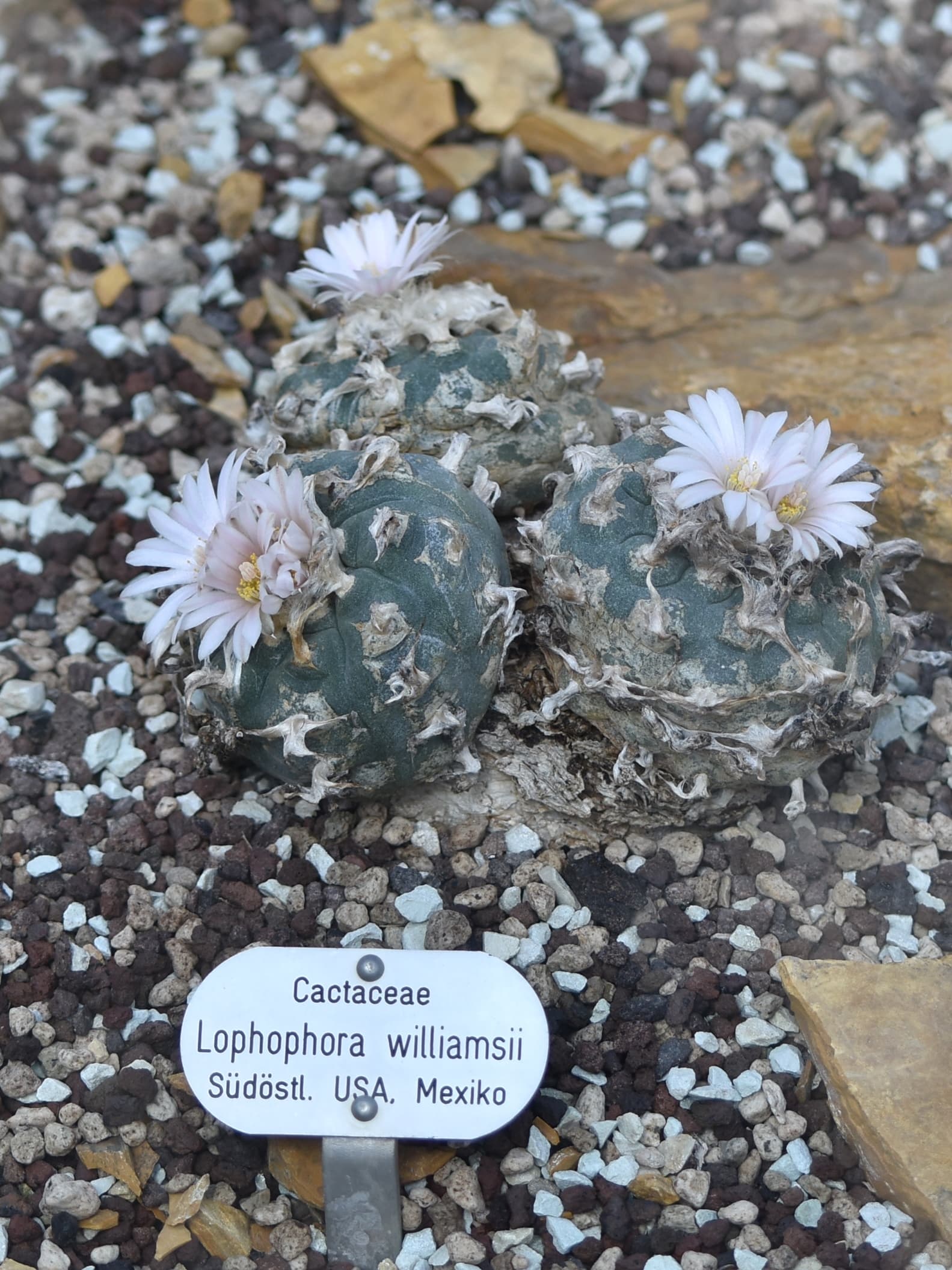 Peyote cactus (1900)