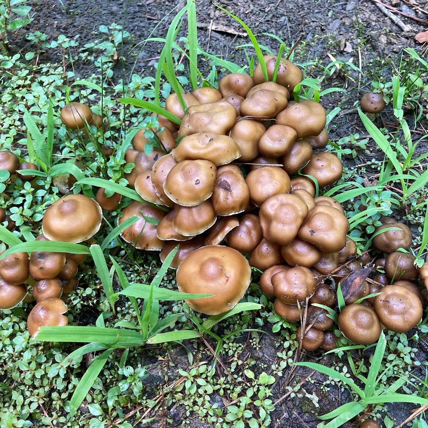 Psilocybe mushrooms (1950)