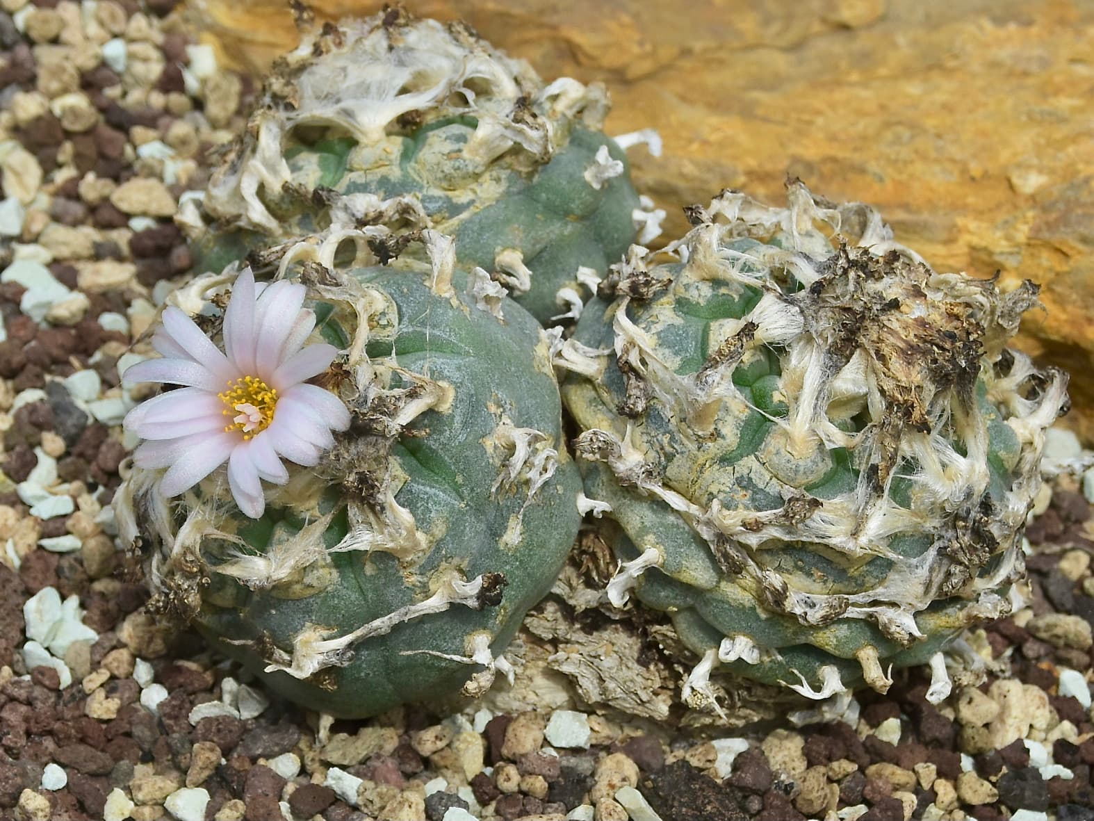 Peyote cactus (1900)