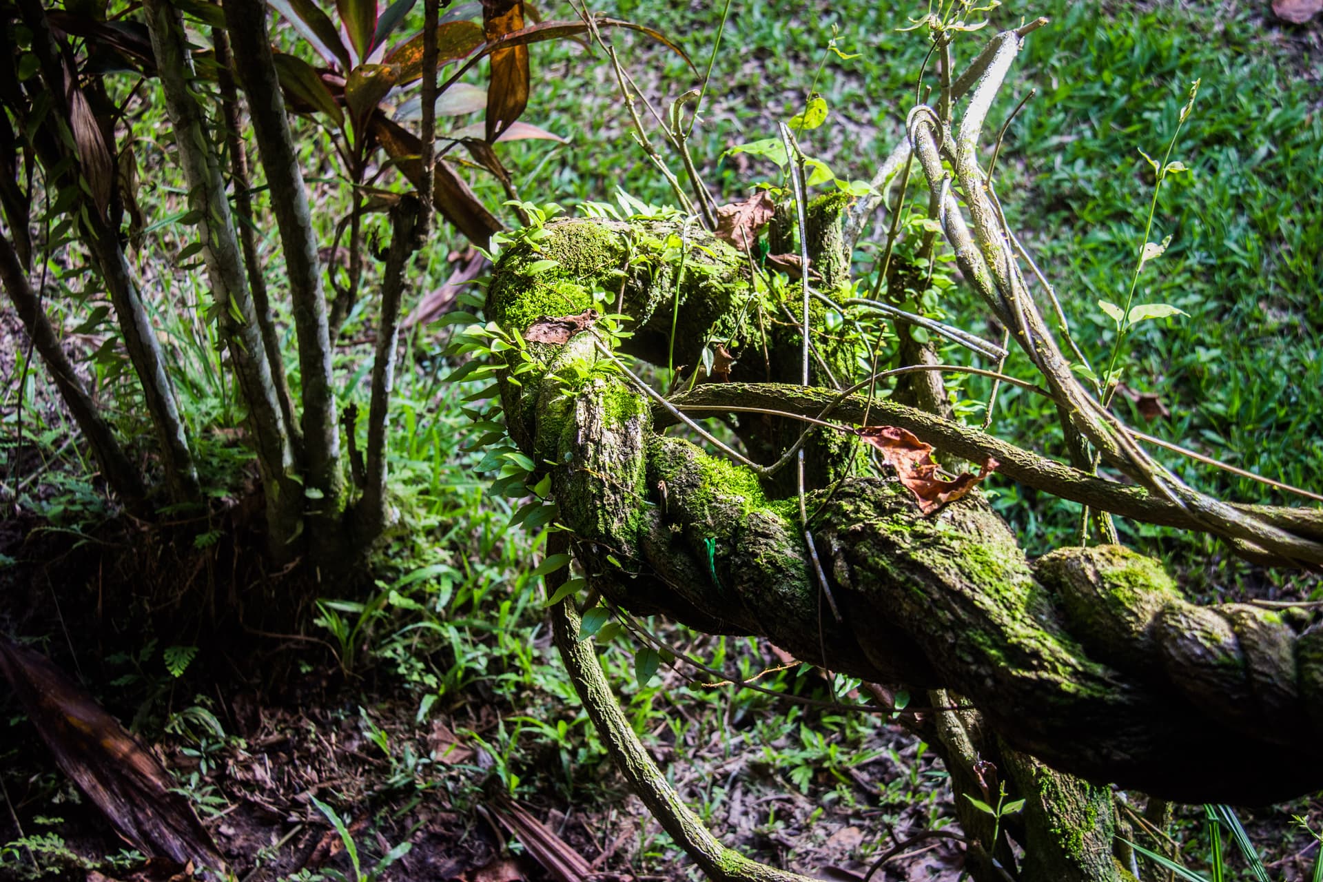 Ayahuasca (the vine) (1900)