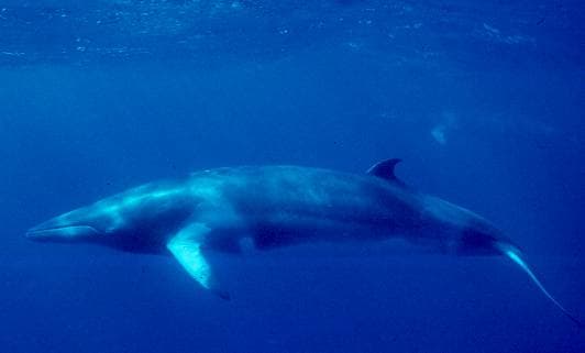 Southern Ocean Whale Sanctuary declared