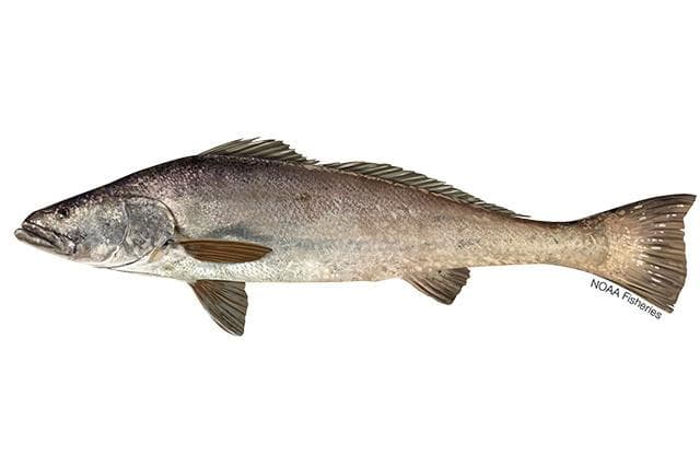 The totoaba swim-bladder trade