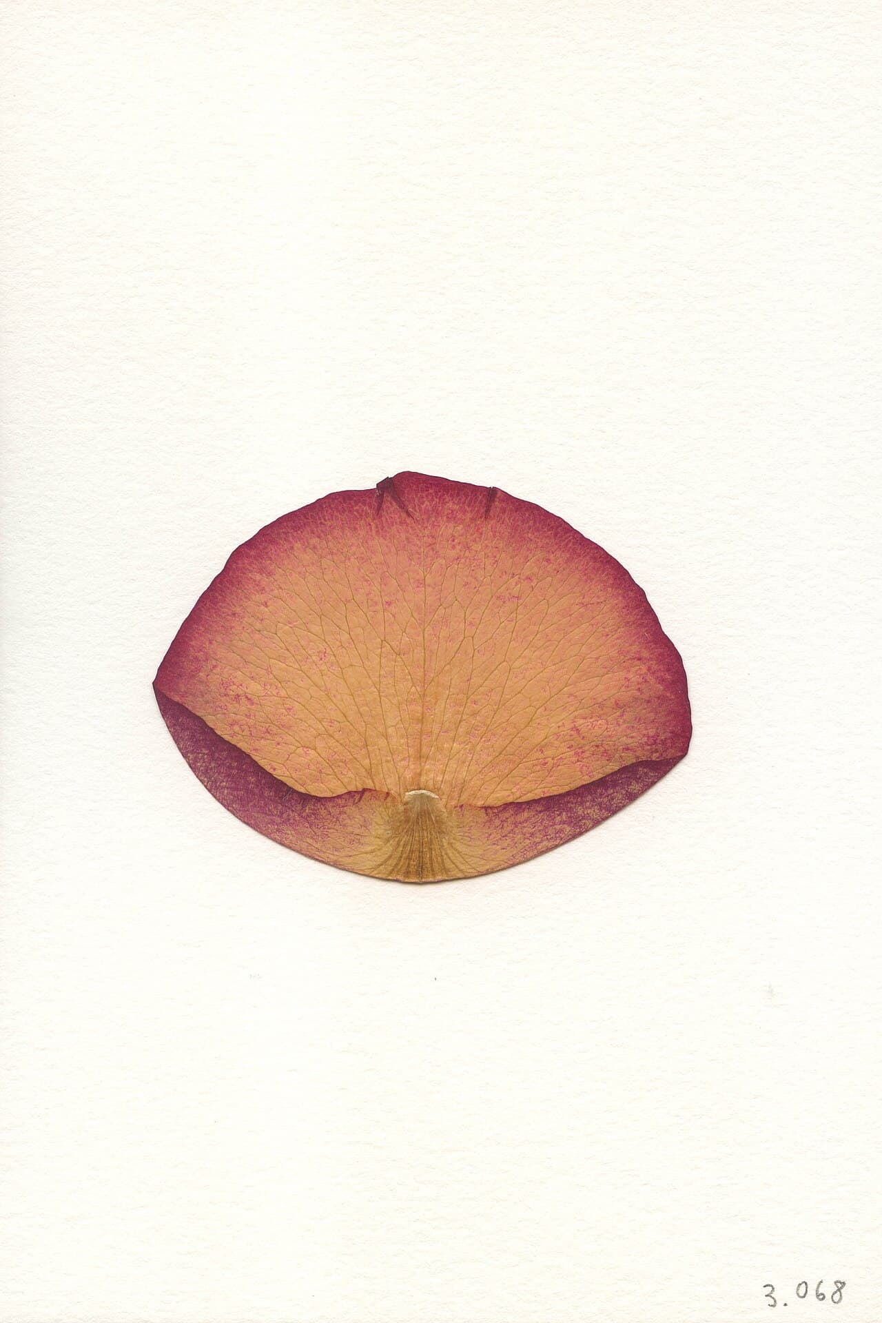 Sarah Meyohas — Cloud of Petals