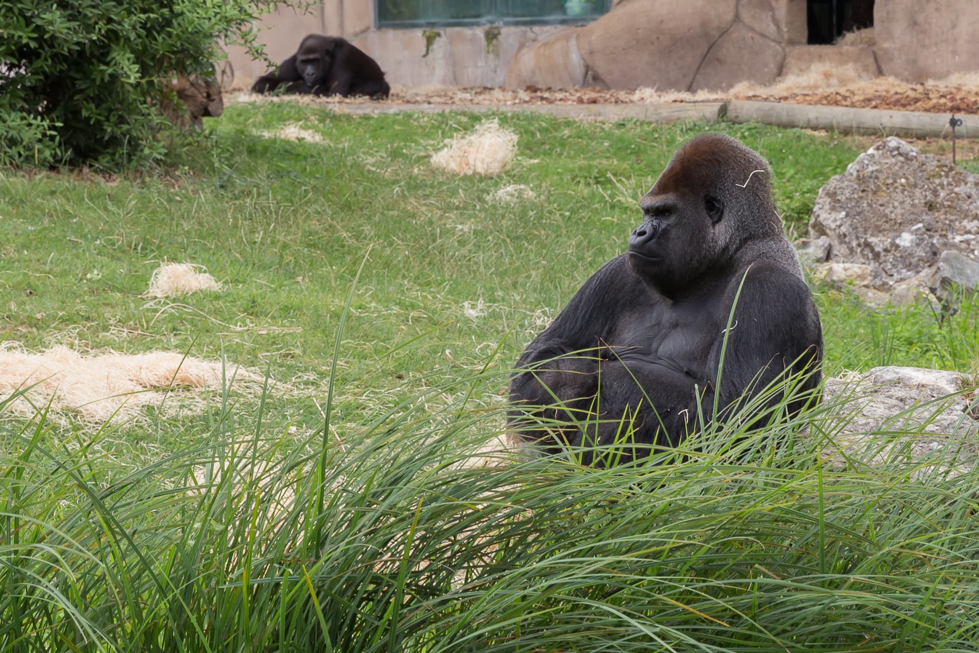 Apes Together Strong